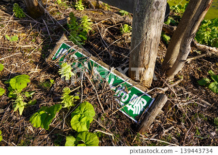 Springtime at a field for viewing butterbur (Ashoro Town) Springtime at a field for viewing butterbur (Ashoro Town) 139443734