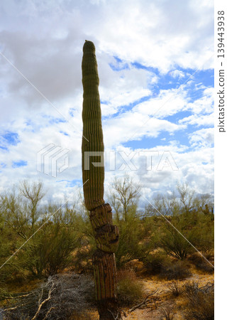 Old Saguaro Cactus Sonora desert Arizona Old Saguaro Cactus Sonora desert Arizona 139443938