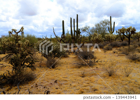 Sonoran Desert Arizona Sonoran Desert Arizona 139443941