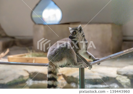 Wolverine lemur 139443960