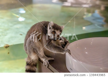 金剛狼狐猴 金剛狼狐猴 139443965