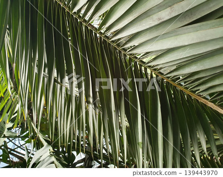 Tropical palm leaves close up. Green organic background with natural texture and sunlight Tropical palm leaves close up. Green organic background with natural texture and sunlight 139443970