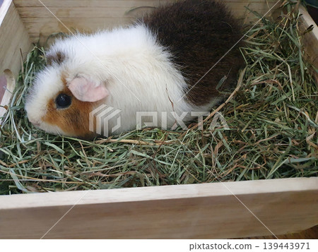 Cute guinea pig lying in a wooden box with fresh hay. Portrait of a fluffy pet, tricolor rodent in a cozy environment 139443971