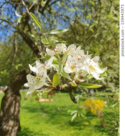 Close-up of white pear or apple blossoms on a branch in a sunny spring garden Close-up of white pear or apple blossoms on a branch in a sunny spring garden 139443973