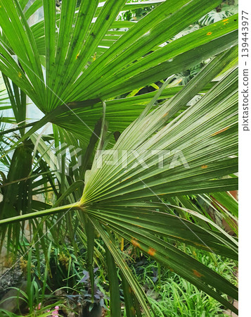 Green leaves of a fan palm tree in a sunny greenhouse. Exotic tropical plant with large textured leaves Green leaves of a fan palm tree in a sunny greenhouse. Exotic tropical plant with large textured leaves 139443977