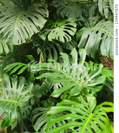 Lush monstera leaves in a tropical greenhouse. Large green leaves of an exotic plant with natural slits Lush monstera leaves in a tropical greenhouse. Large green leaves of an exotic plant with natural slits 139443979