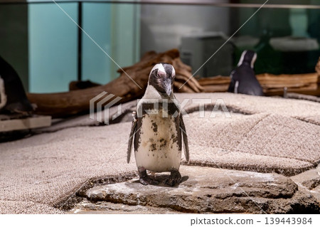 海角企鵝 海角企鵝 139443984