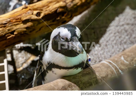 Cape Penguin Cape Penguin 139443985
