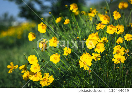 Bright yellow Coreopsis blooms in the early summer sunshine. 139444029