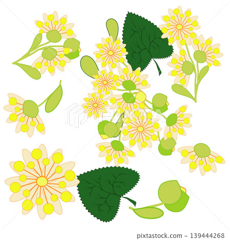 linden flowers, source of delicious honey and a fragrant herbal tea ingredient linden flowers, source of delicious honey and a fragrant herbal tea ingredient 139444268