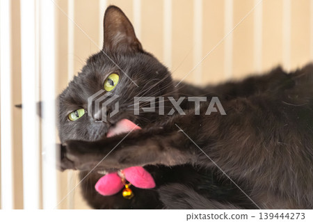 黑貓 139444273