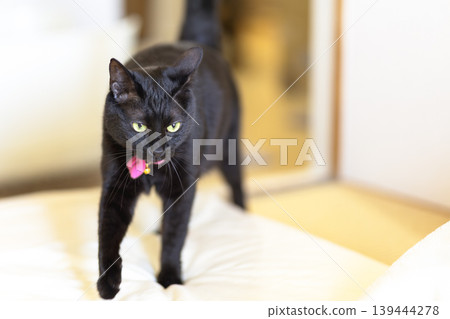 Black cat Black cat 139444278