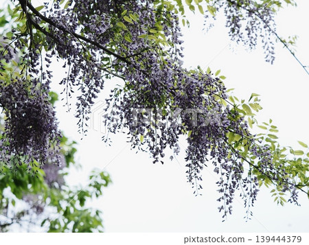 在Satoyama的富士花 在Satoyama的富士花 139444379