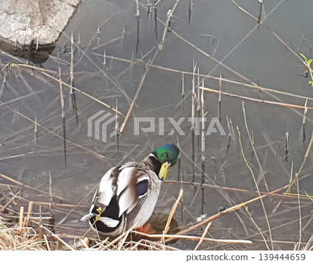 Mallard duck resting on the shore of a pond among the reeds. Wild duck with bright green feathers on its head Mallard duck resting on the shore of a pond among the reeds. Wild duck with bright green feathers on its head 139444659