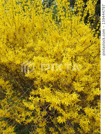 Flowering forsythia bush with bright yellow flowers on branches. Spring sunny landscape, symbol of awakening of nature 139444797