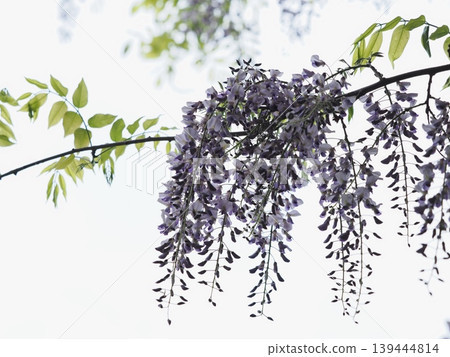 在Satoyama的富士花 139444814
