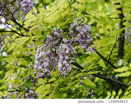 在Satoyama的富士花 在Satoyama的富士花 139444815
