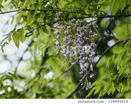 Fuji flowers in Satoyama 139444819