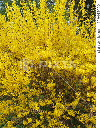 Flowering forsythia bush with bright yellow flowers on branches. Spring sunny landscape, symbol of awakening of nature Flowering forsythia bush with bright yellow flowers on branches. Spring sunny landscape, symbol of awakening of nature 139445000