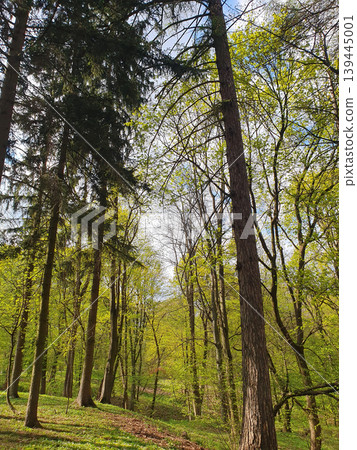 Spring forest on a sunny day with tall trees and fresh green leaves. Picturesque landscape of mixed forest Spring forest on a sunny day with tall trees and fresh green leaves. Picturesque landscape of mixed forest 139445001