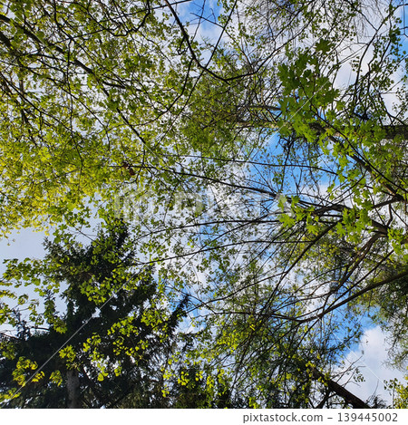 Bright green maple trees in summer against a blue sky and fluffy clouds Bright green maple trees in summer against a blue sky and fluffy clouds 139445002