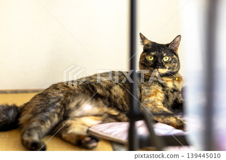 Sabi cat Sabi cat 139445010