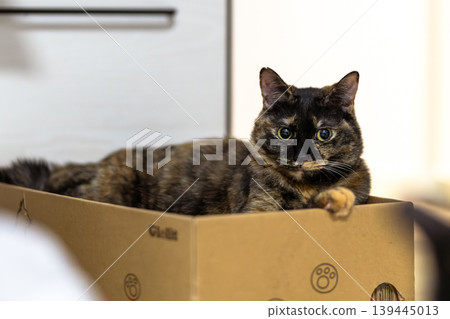 Sabi cat Sabi cat 139445013