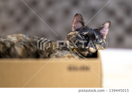 Sabi cat Sabi cat 139445015