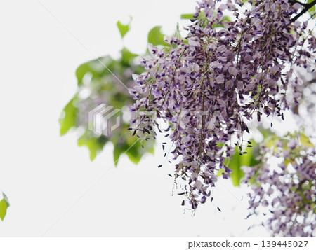 在Satoyama的富士花 139445027