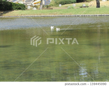 Winter migratory bird black-headed gull that came to Inage Seaside Park beach pond 139445090