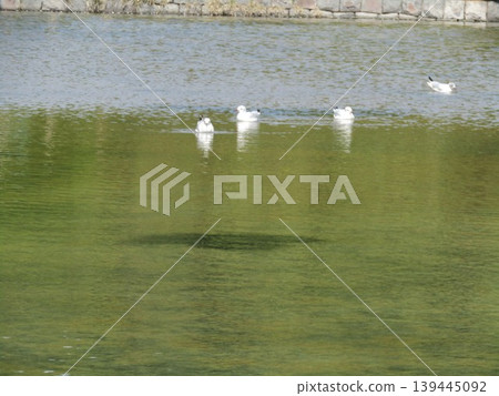 Winter migratory bird black-headed gull that came to Inage Seaside Park beach pond 139445092