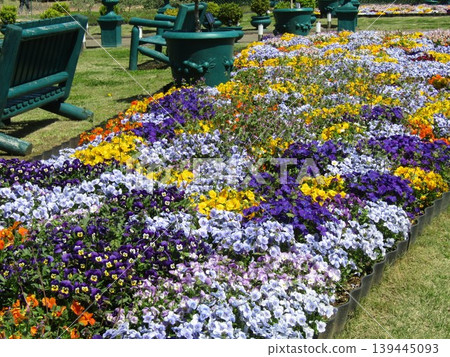 Viola planting in the front garden of the Flower Museum 139445093