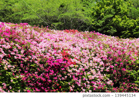 A wall of azalea blossoms A wall of azalea blossoms 139445134