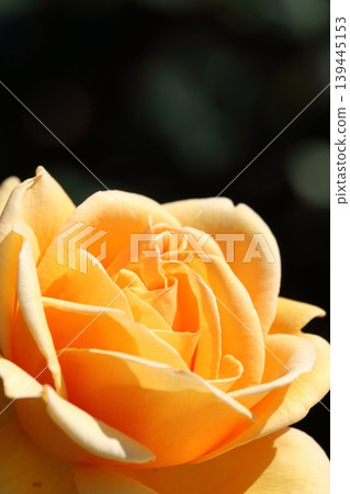 Orange roses stand out against a black background. Close-up. Copy space available. Orange roses stand out against a black background. Close-up. Copy space available. 139445153