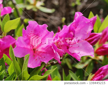 杜鵑花 杜鵑花 139445215