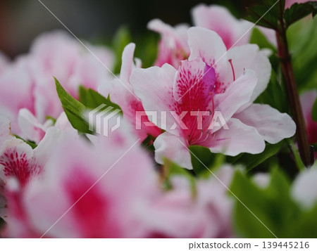 Azalea flower Azalea flower 139445216