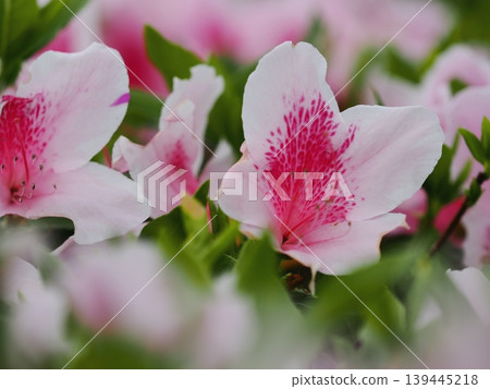 杜鵑花 139445218