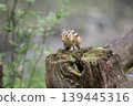 animal, forest, wood 139445316