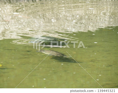 Green turtle in the pond of Inage Seaside Park 139445321