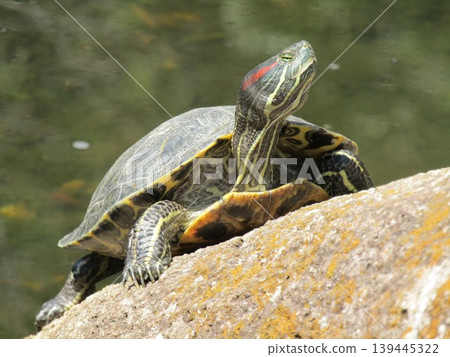 Green turtle in the pond of Inage Seaside Park 139445322