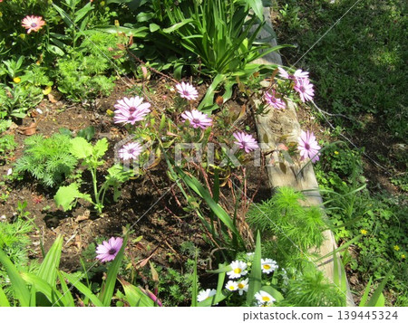 Pink Osteospermum flower Pink Osteospermum flower 139445324