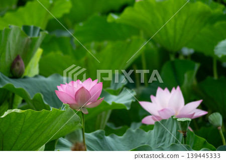 Pink lotus flowers surrounded by green leaves in a summer park. Pink lotus flowers surrounded by green leaves in a summer park. 139445333