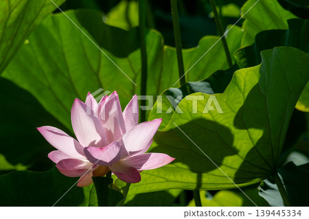 Pink lotus flowers in full bloom in the park pond in summer. Pink lotus flowers in full bloom in the park pond in summer. 139445334