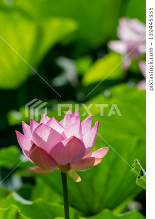 Pink lotus flowers surrounded by green leaves in a summer park. Pink lotus flowers surrounded by green leaves in a summer park. 139445335