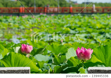 Lotus flowers in full bloom and a bridge with red railings Lotus flowers in full bloom and a bridge with red railings 139445336