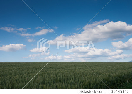 Summer's green wheat fields and a blue sky with floating clouds. Summer's green wheat fields and a blue sky with floating clouds. 139445342
