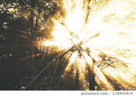 Trees, sun rays and nature forest in environment or morning light, branches on outdoor field. Foliage, woods and bright for spring countryside plant or fresh greenery in park plants, eco in summer 139445424