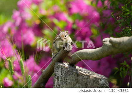 A chipmunk standing with azaleas in the background. A chipmunk standing with azaleas in the background. 139445881