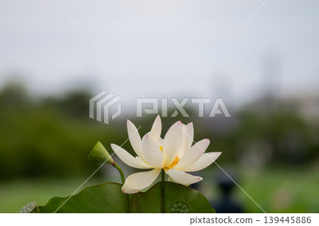 Close-up of a fully bloomed white lotus flower Close-up of a fully bloomed white lotus flower 139445886