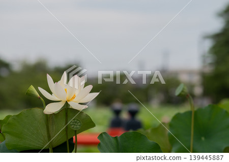 Close-up of a fully bloomed white lotus flower Close-up of a fully bloomed white lotus flower 139445887